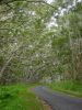 Mauna Loa Road